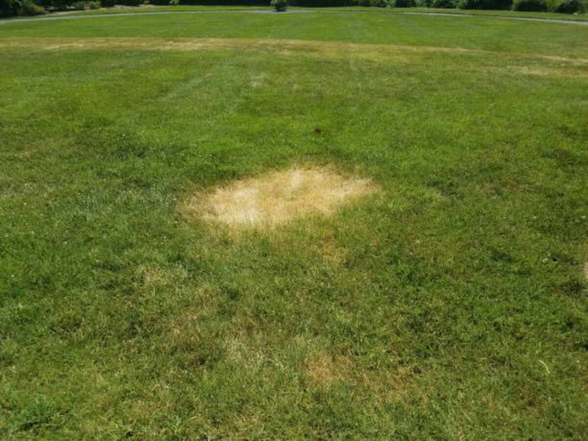 Is There a Natural Way to Control Lawn Diseases?