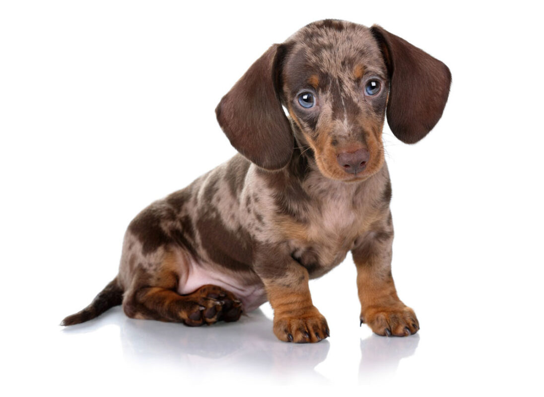 Dachshund Puppies for Sale Ohio