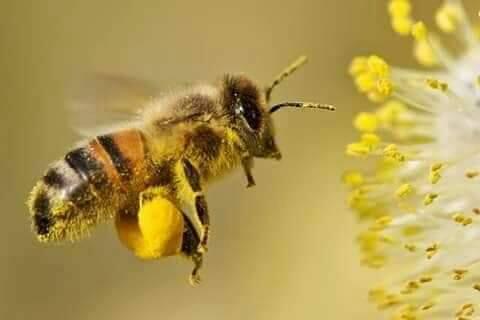 BEE REMOVAL