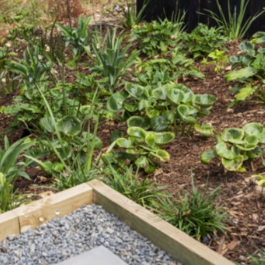 Landscaping auckland