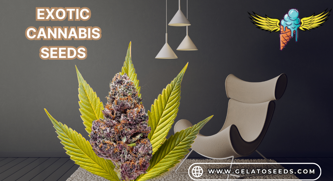 Exotic Cannabis Seeds
