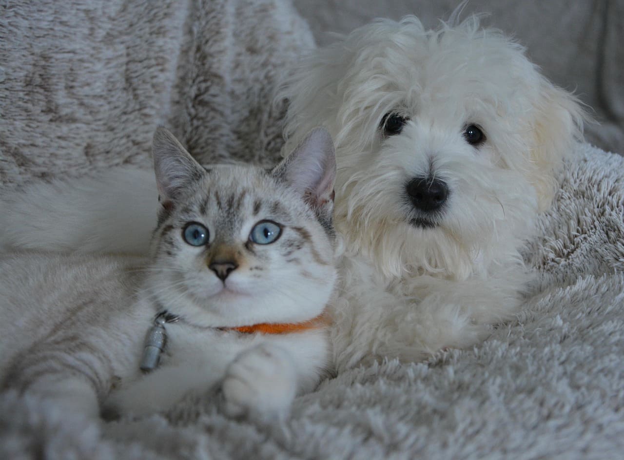 Pet Name Generator Dog