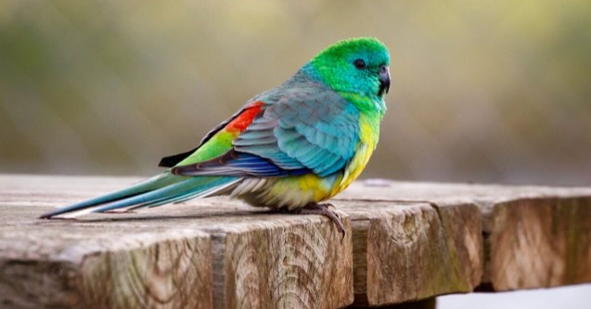 Parrots for Sale