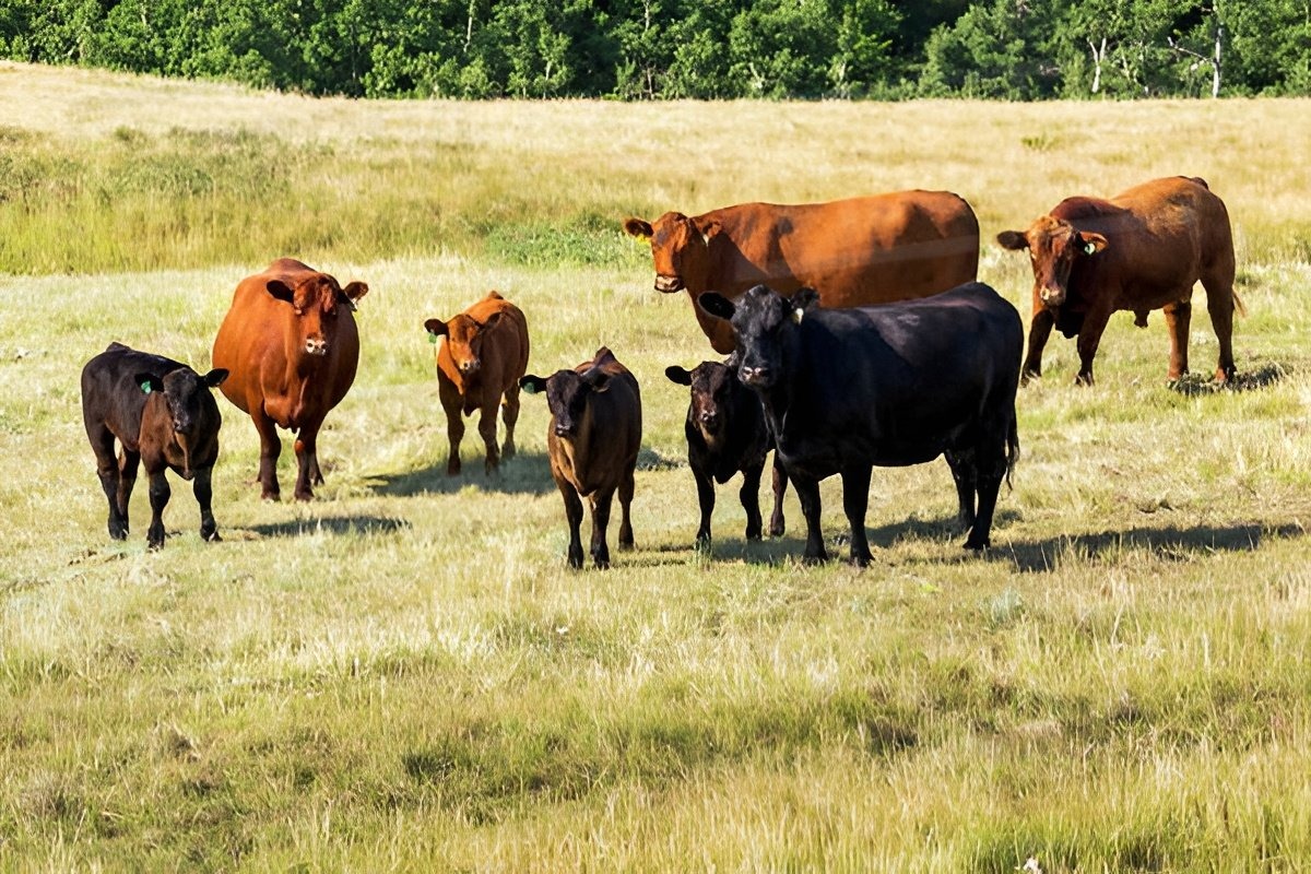 https://foothillslivestock.ca/breeders-division.html